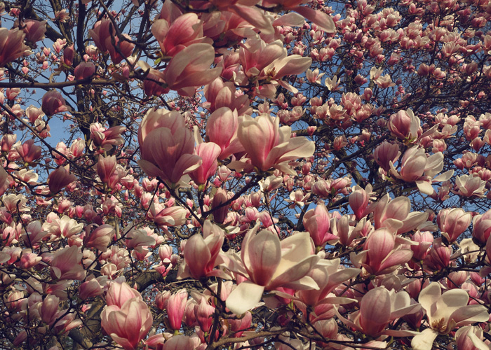 IN FRONT OF US: MAGNOLIA IN NYACK